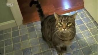 娱乐吃瓜君七七猫咪